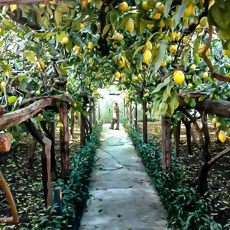 Вилла Limoneto Di Anna Майори Экстерьер фото